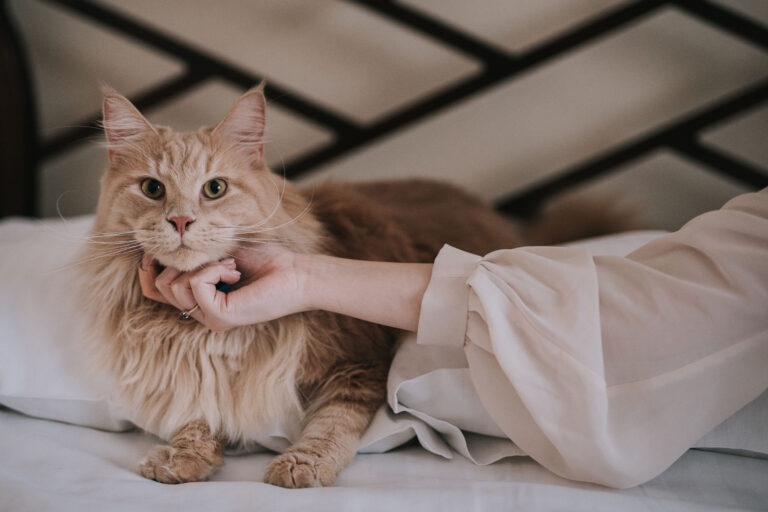 Naturalna fotografia ślubna - panna młoda z kotkiem podczas reportażu ślubnego.