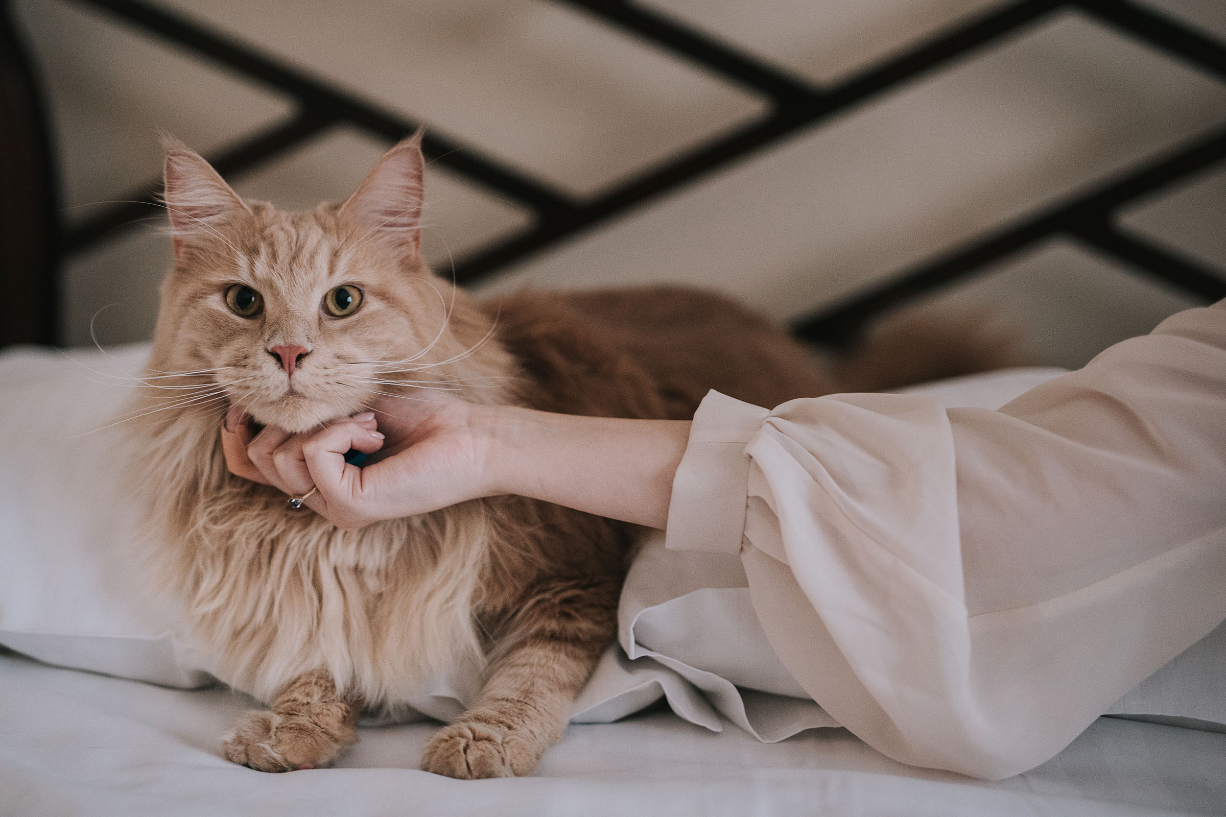 Naturalna sesja ślubna z kotami | Sylwia i Paweł