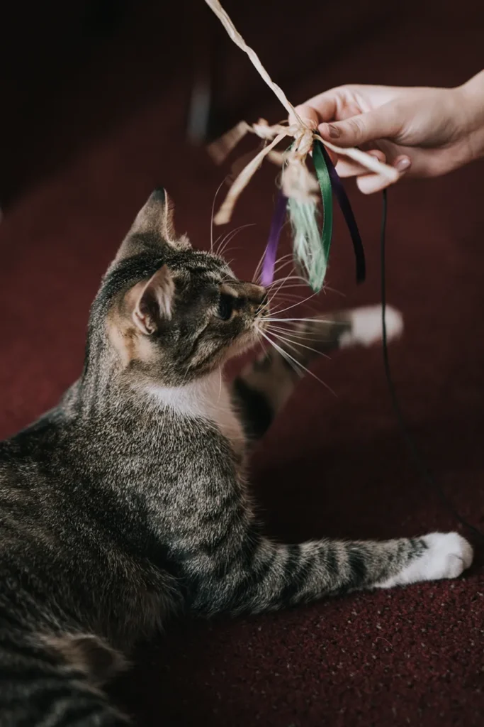 Bawiący się kotek uchwycony w czasie sesji zdjęciowej