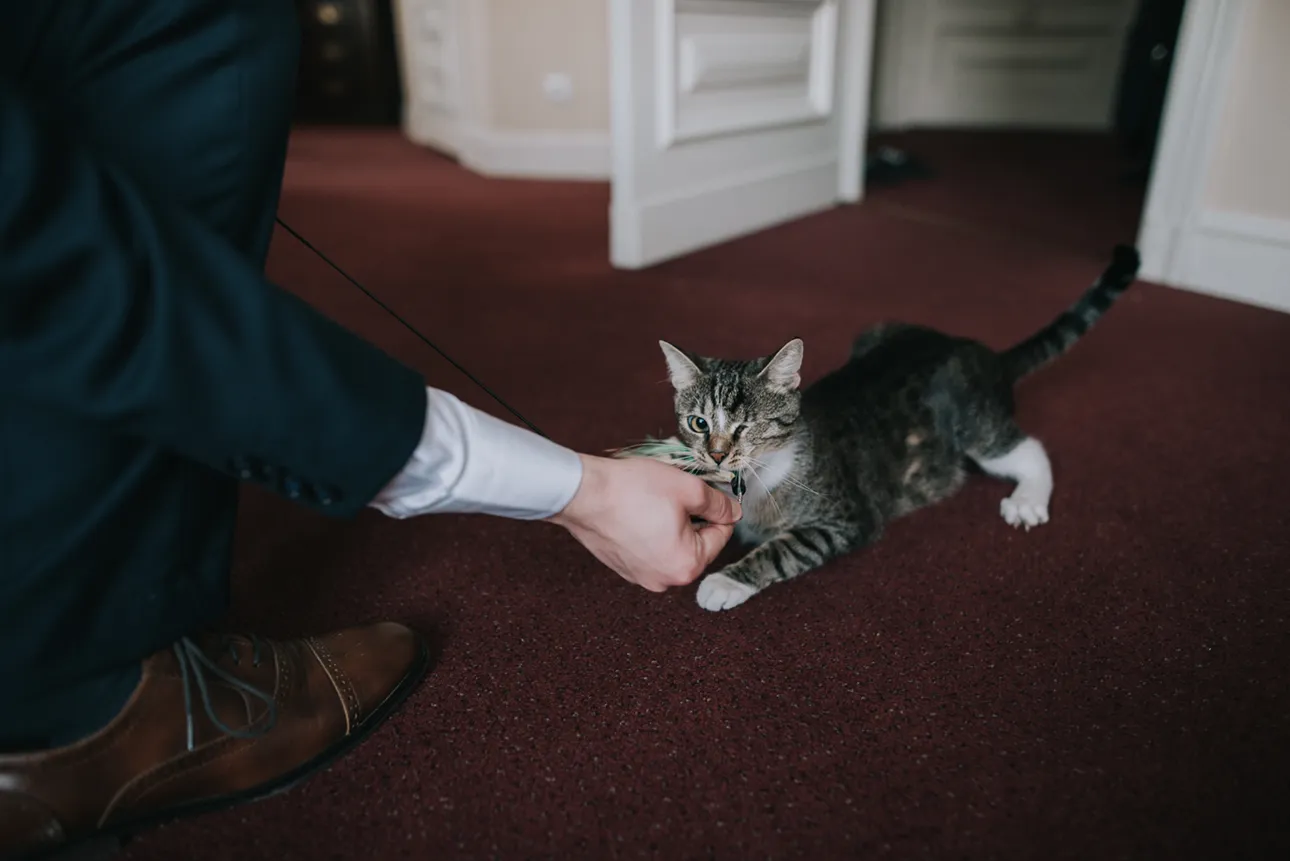 Pan młody bawi się z kotem w czasie sesji ślubnej