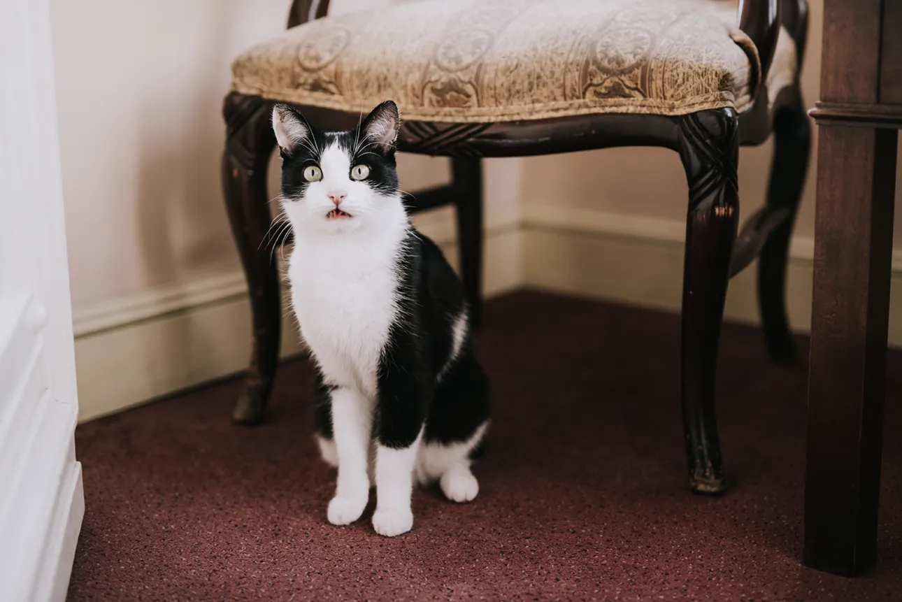 Kot ze zdziwioną miną uchwycony w czasie sesji ślubnej w Pałacu Bielawa