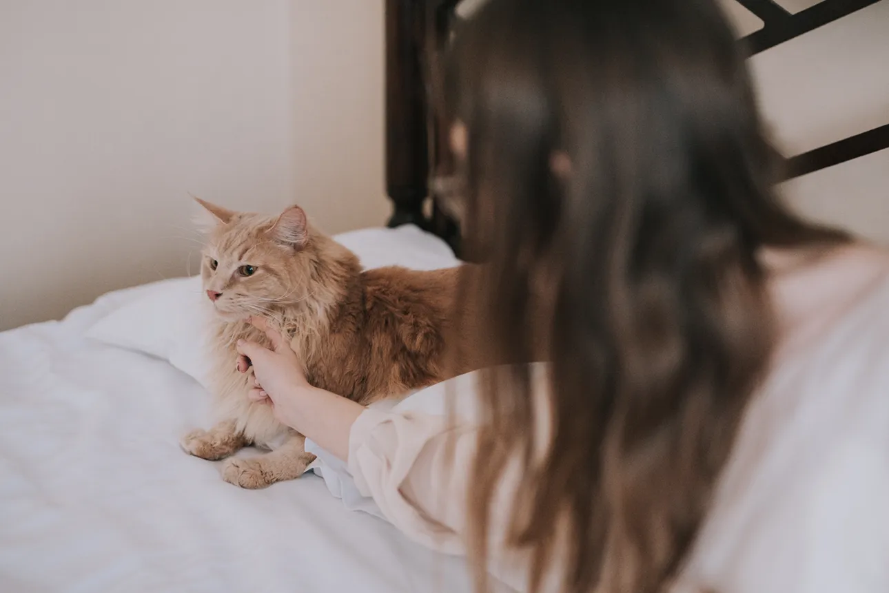 Panna młoda głaszcze kota na łóżku