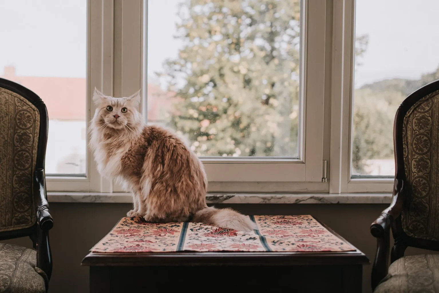 Kot siedzący na stole podczas ślubnej sesji zdjęciowej z kotkami