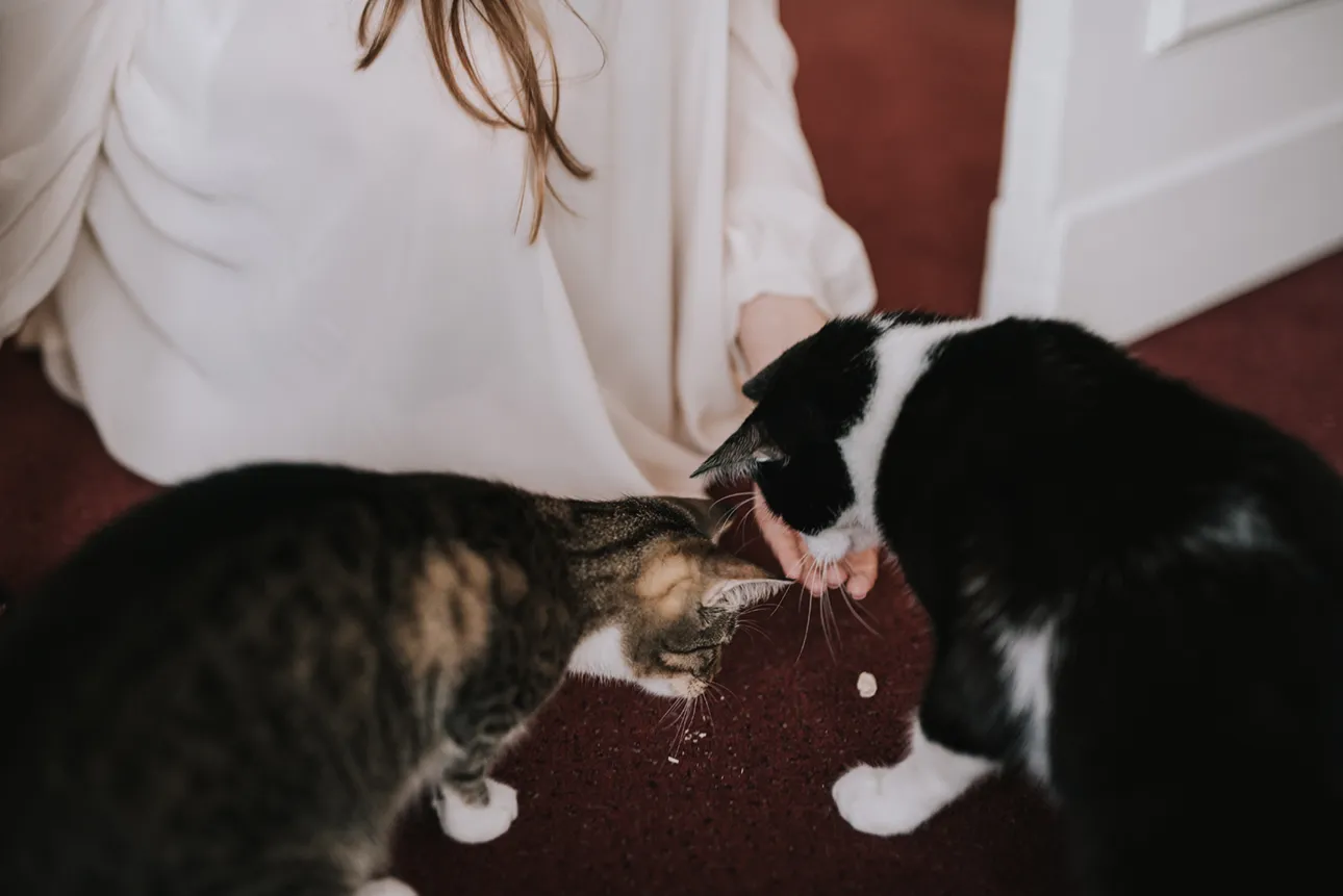 panna młoda bawi się z kotem