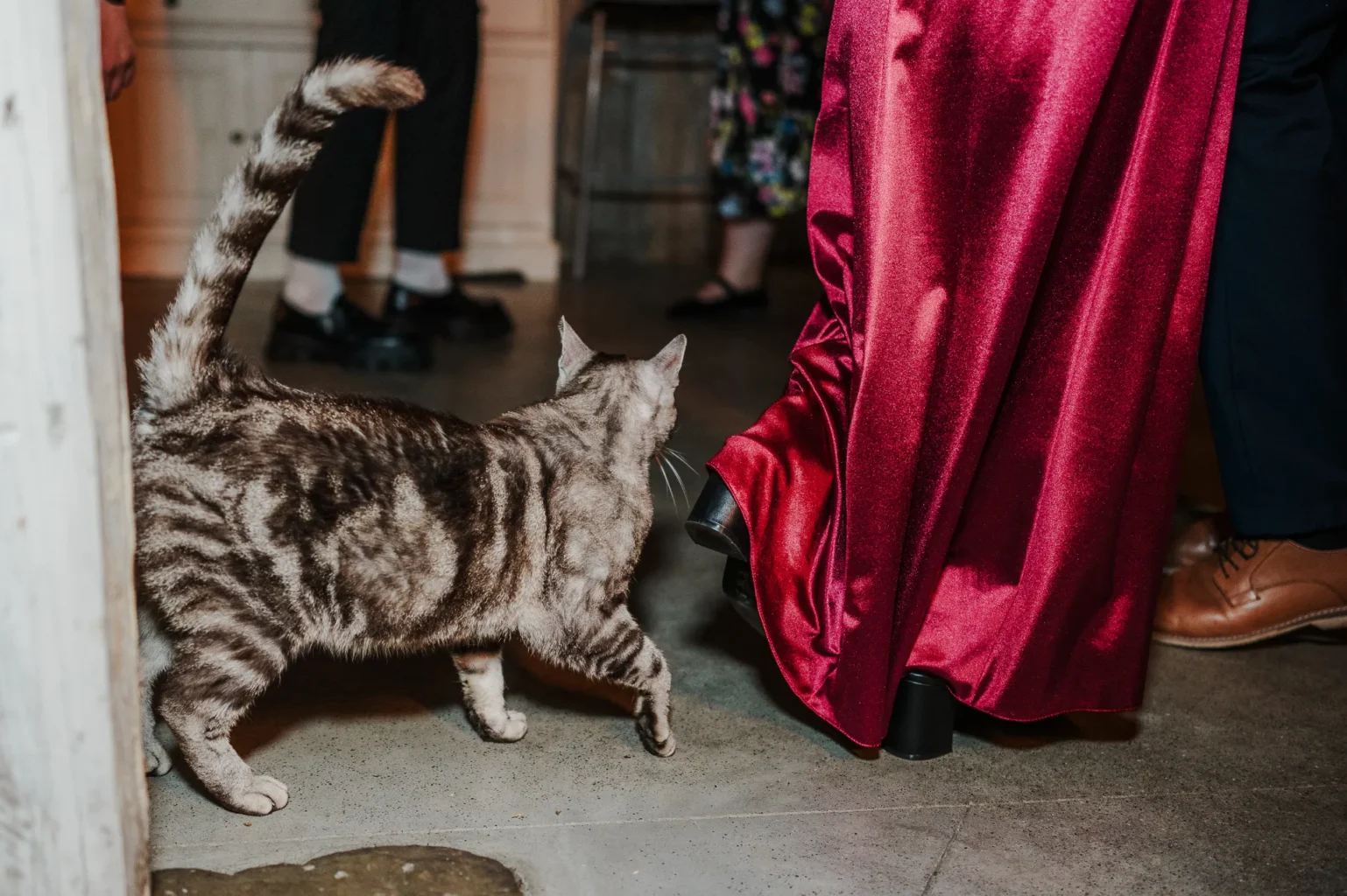 Kot uchwycony na parkiecie w czasie przyjęcia weselnego w Polnej Zdrój